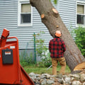 Debris Clean-Up Services in Louisville, Kentucky: How to Find the Best Tree Care Services