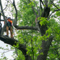 How to Prevent Property Damage: A Complete Guide for Tree Care Services in Louisville, Kentucky