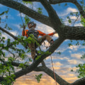 Creating Space for New Trees: Professional Tree Care Services in Louisville, Kentucky