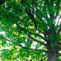 How to Properly Thin Your Trees: A Guide for Louisville Residents