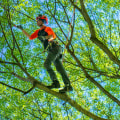 The Importance of Crown Reduction for Tree Care Services in Louisville, Kentucky