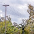 How to Take Care of Trees with Branches on Power Lines