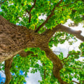 Understanding Oak Wilt Disease: A Guide for Tree Care in Louisville, Kentucky