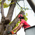 Tree Inspections in Louisville: Professional and Reliable Services for Your Trees