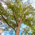 Promoting Tree Health in Louisville, Kentucky: Professional and Reliable Services