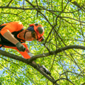 Pruning for Tree Health: A Guide for Louisville Residents