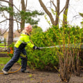 Insecticide Treatment for Tree Diseases in Louisville, Kentucky