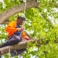 The Importance of Hiring an Arborist for Tree Care Services in Louisville