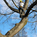 Cutting Down Trees: How to Find Professional Tree Care Services in Louisville, KY