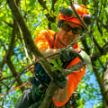 Enhancing Aesthetics: The Importance of Professional Tree Care Services in Louisville, Kentucky