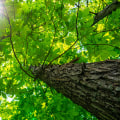 Pruning and Shaping for Healthy Trees: A Guide for Louisville Residents