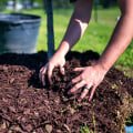 Proper Watering and Mulching for Healthy Trees