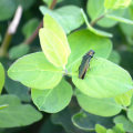 Emerald Ash Borer: A Threat to Louisville's Trees