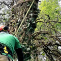 All About Crown Raising: Professional Tree Care Services in Louisville, Kentucky