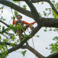 The Case for Tree Removal of Dead or Dying Trees