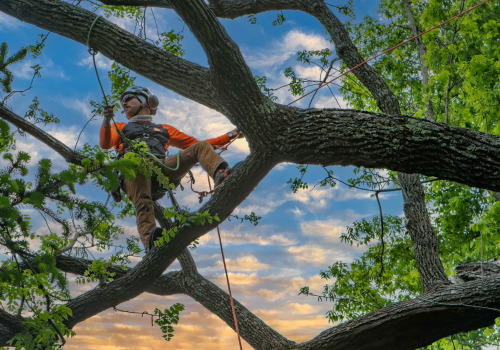 Professional Tree Care Services in Louisville, Kentucky