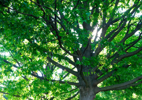 How to Properly Thin Your Trees: A Guide for Louisville Residents