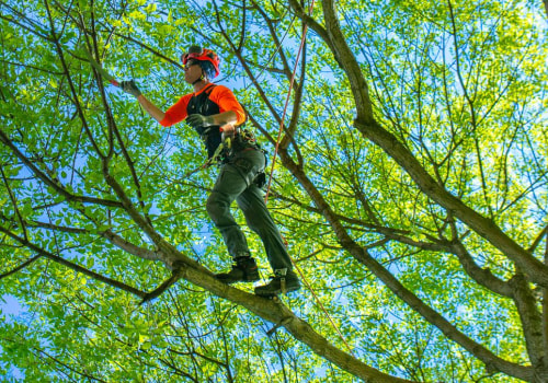 The Importance of Crown Reduction for Tree Care Services in Louisville, Kentucky