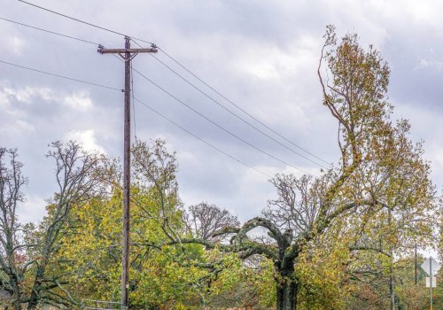 How to Take Care of Trees with Branches on Power Lines