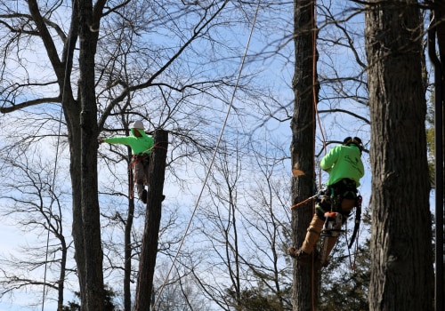 Certifications and Associations for Tree Care Services in Louisville, Kentucky