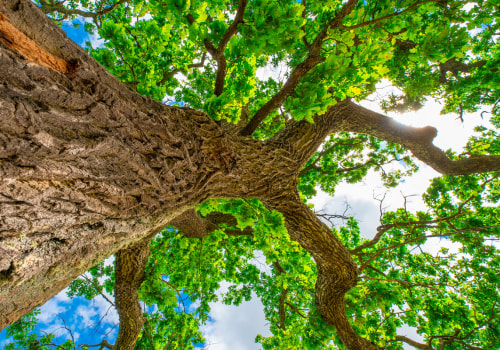 Understanding Oak Wilt Disease: A Guide for Tree Care in Louisville, Kentucky