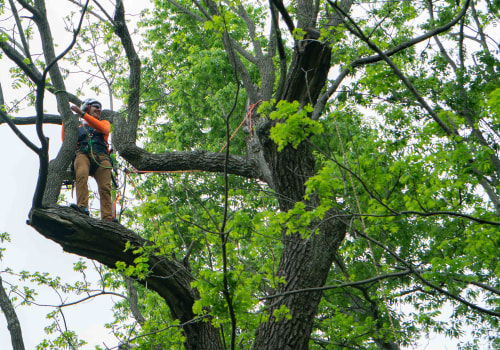 Tips for Preventing Property Damage with Professional Tree Care Services in Louisville, Kentucky