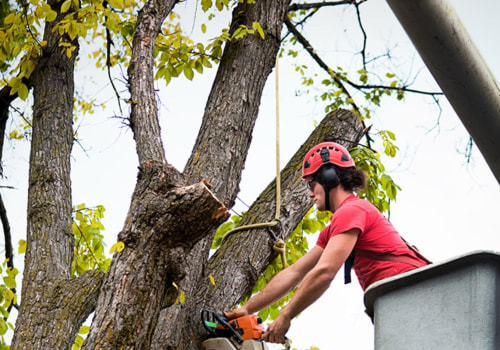 Tree Inspections in Louisville: Professional and Reliable Services for Your Trees