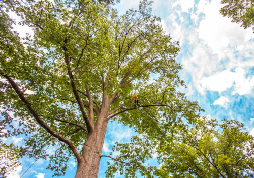 Promoting Tree Health in Louisville, Kentucky: Professional and Reliable Services