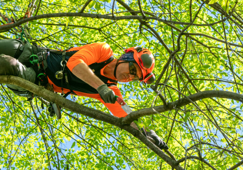 Pruning for Tree Health: A Guide for Louisville Residents