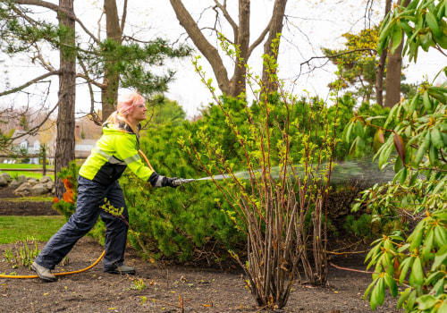 Insecticide Treatment for Tree Diseases in Louisville, Kentucky