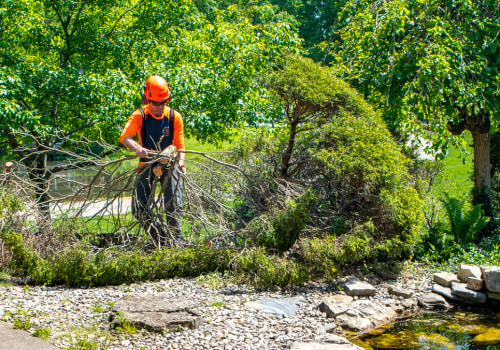 How to Handle Storm Damage: A Guide for Tree Care Services in Louisville, Kentucky