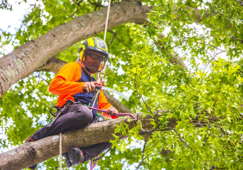 The Importance of Hiring an Arborist for Tree Care Services in Louisville