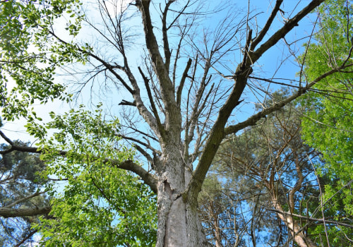 A Comprehensive Guide to Removing Diseased Trees in Louisville, Kentucky