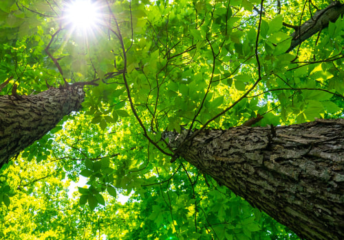 Pruning and Shaping for Healthy Trees: A Guide for Louisville Residents