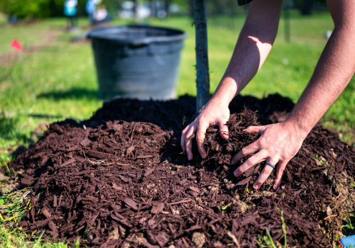 Proper Watering and Mulching for Healthy Trees