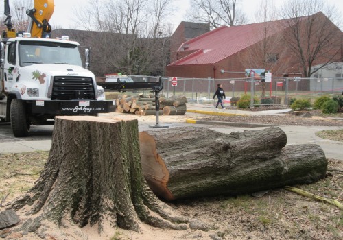 Digging Out the Stump in Louisville, Kentucky: A Guide to Professional Tree Care Services