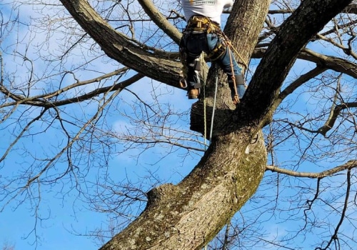 Hazardous Trees: How to Find Professional and Reliable Tree Care Services in Louisville, Kentucky