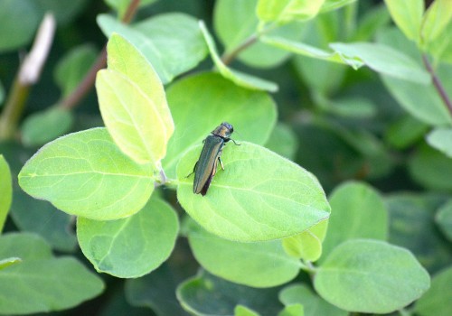 Emerald Ash Borer: A Threat to Louisville's Trees