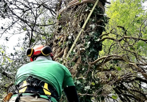 All About Crown Raising: Professional Tree Care Services in Louisville, Kentucky