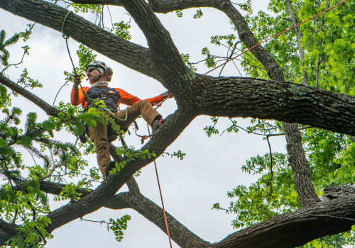 The Case for Tree Removal of Dead or Dying Trees